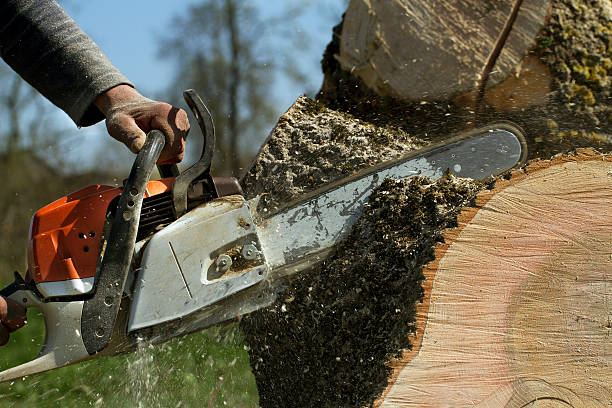 Best Arborist Consultation Services  in Girard, KS